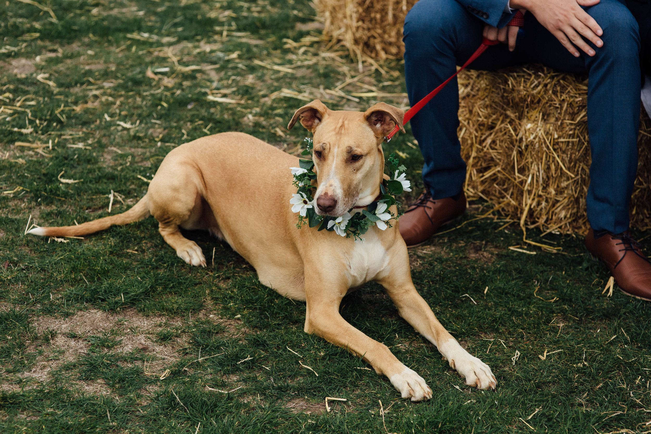 Sheffield Marquee Festival Wedding with Dogs