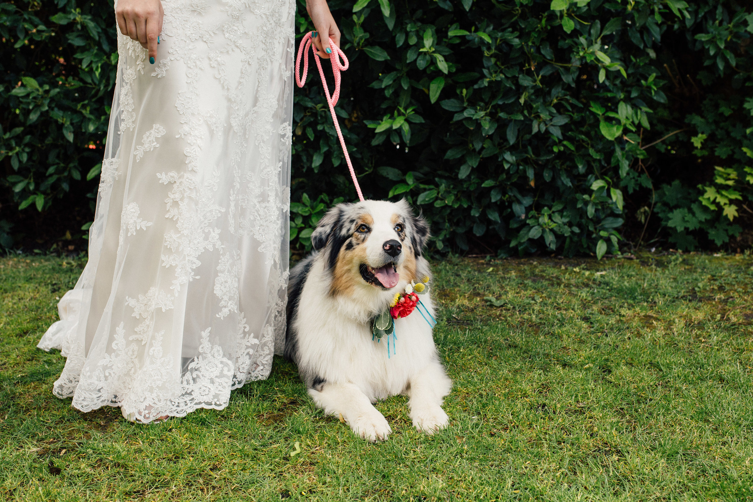 Sheffield Wedding Photographer Dogs at Weddings The Faversham