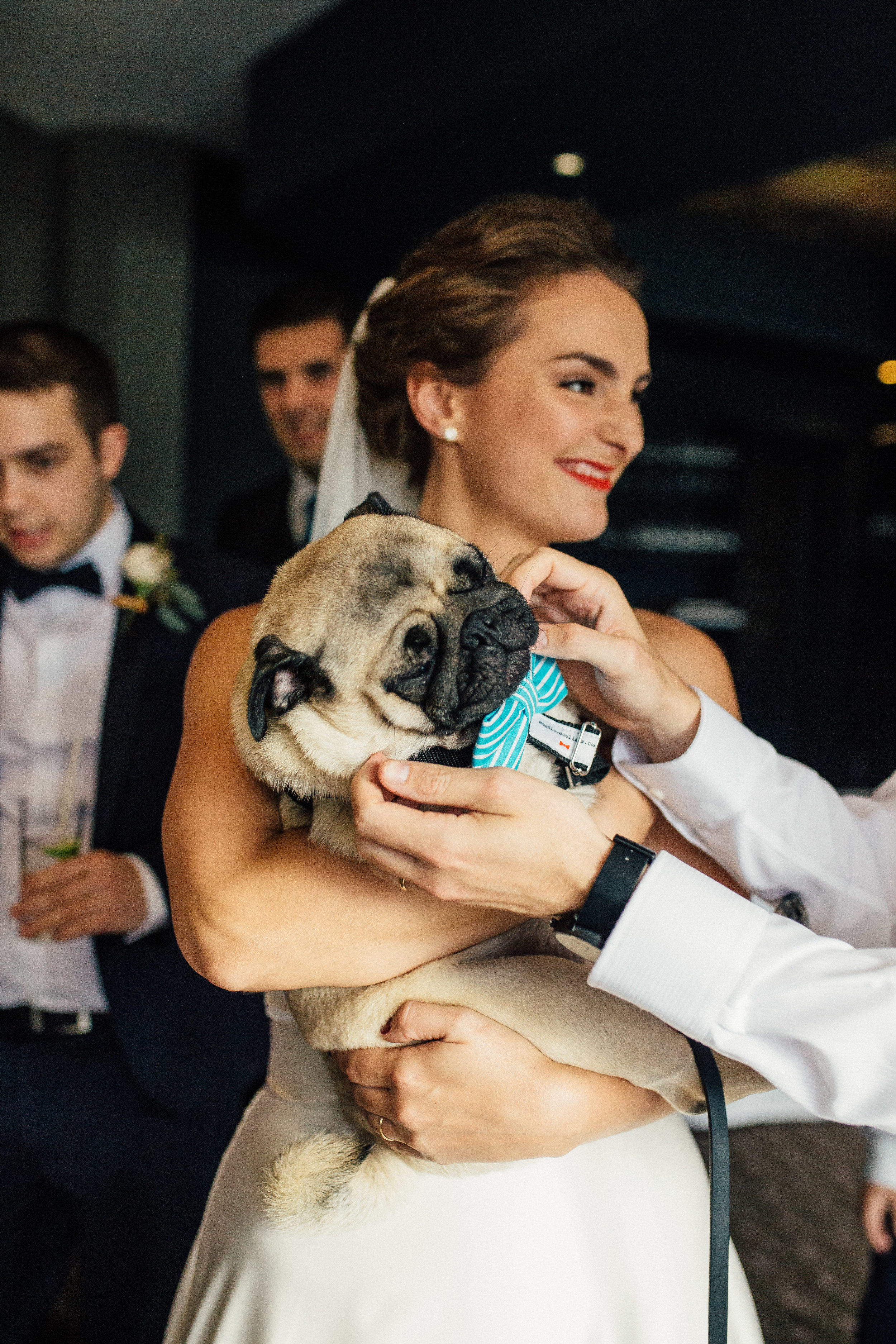 Sheffield Wedding Photographer Dogs at Weddings The Maynard