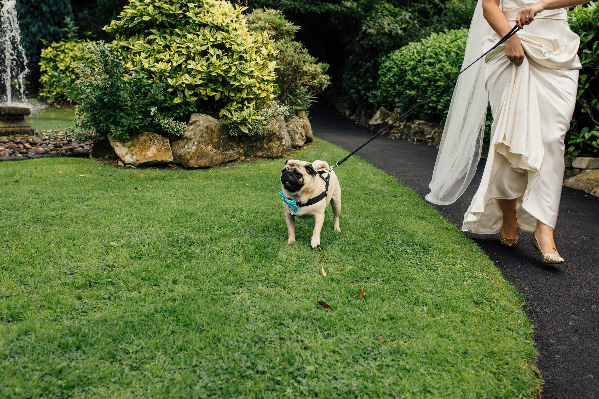 Sheffield Wedding Photographer Dogs at Weddings The Maynard