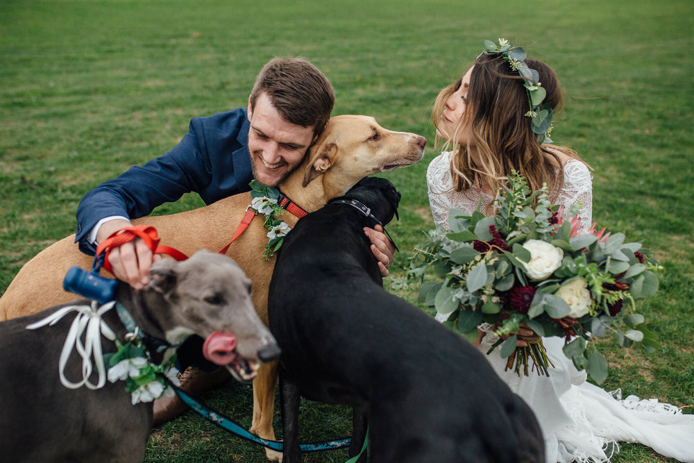 Machela + Ryan | Sheffield Wedding in a Field with Dogs