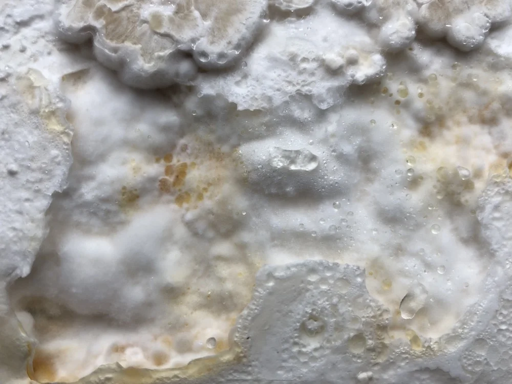 fungus-2.jpg