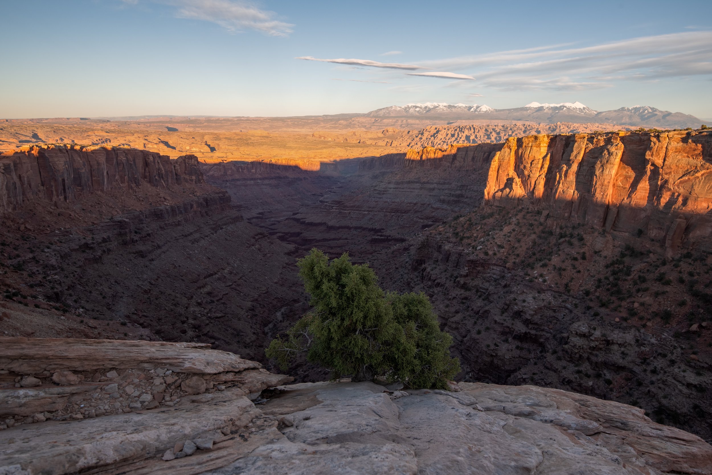LoneCanyontree2.jpg
