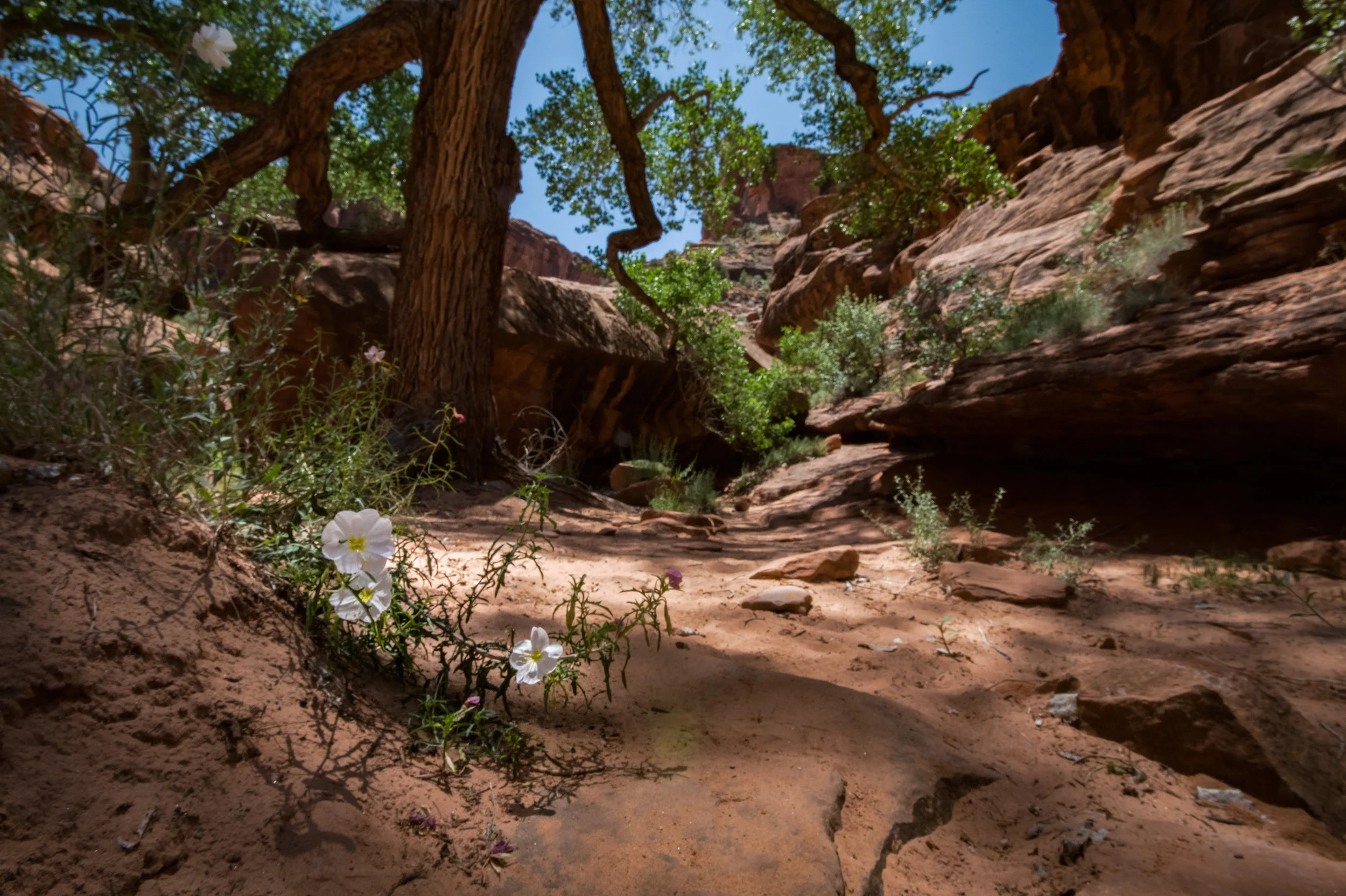 moab2019overlandsmallerflower-1-2.jpg