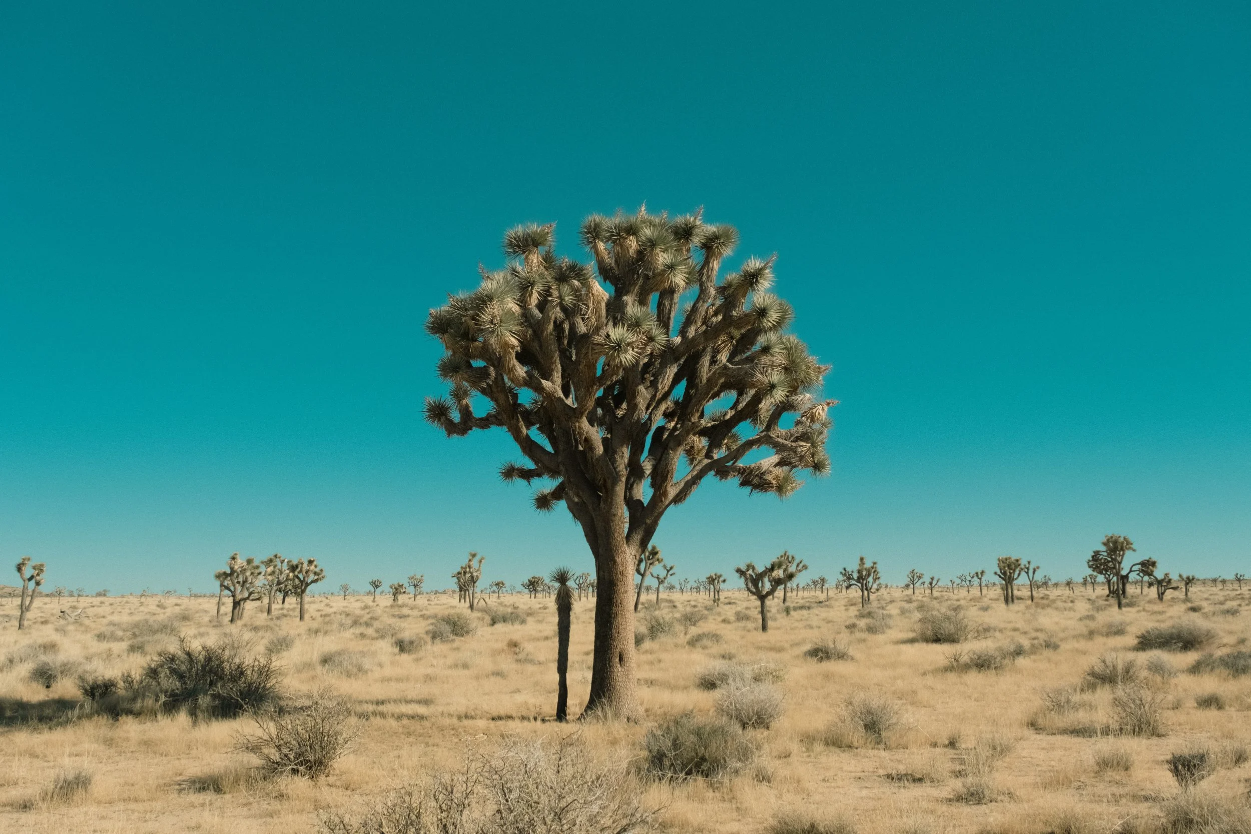 Joshuatree40th2022-1-25.jpg