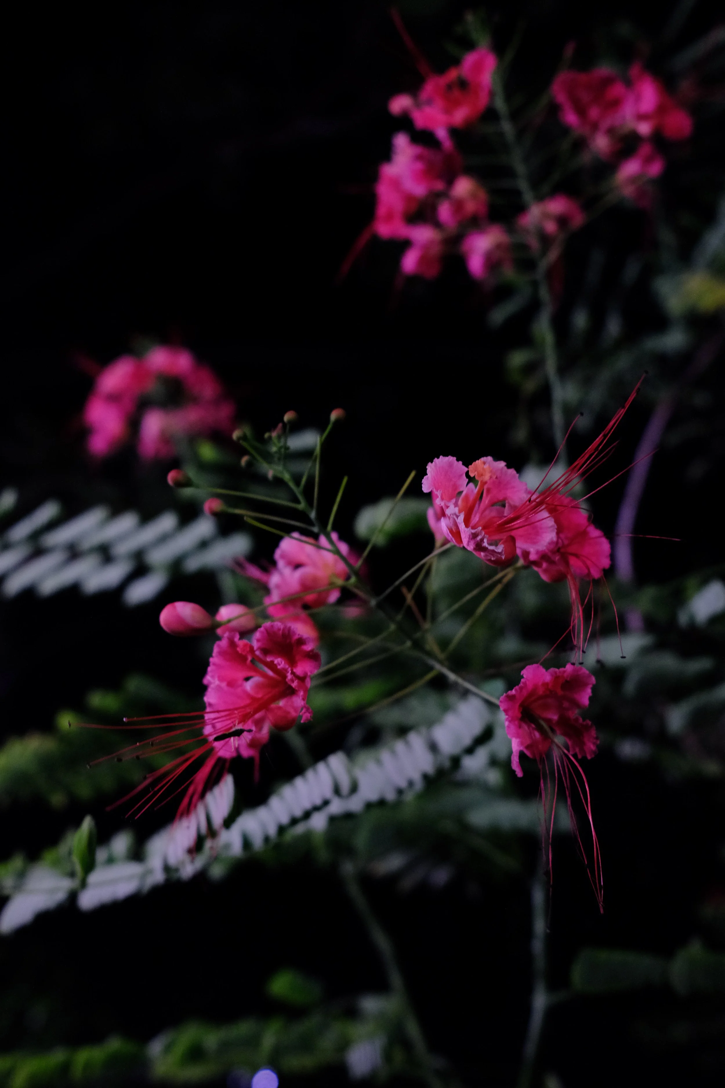 DSCF3631.jpg