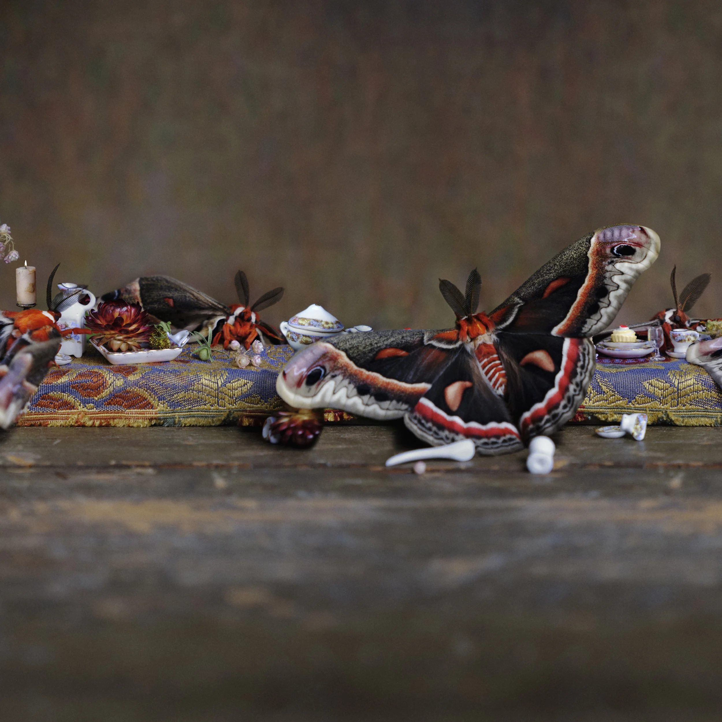 CR_CecropiaMothFeast_b copy.jpg