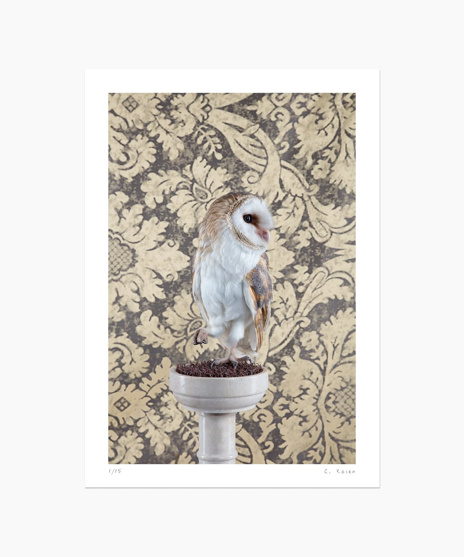 CR_webtemplate_BOP_4250_WesternBarnOwl_2016.jpg