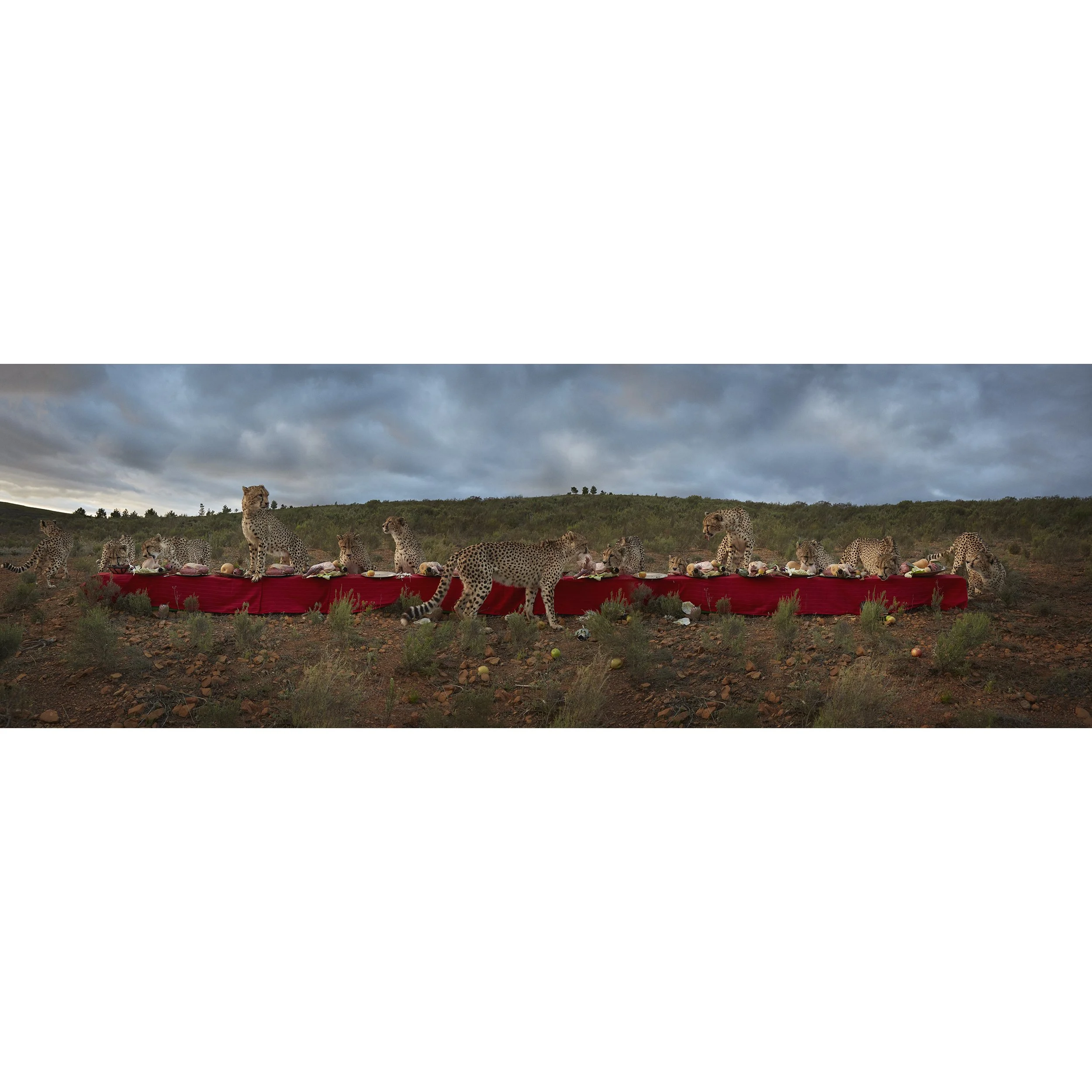 CR_cheetahfeast_WS.jpg