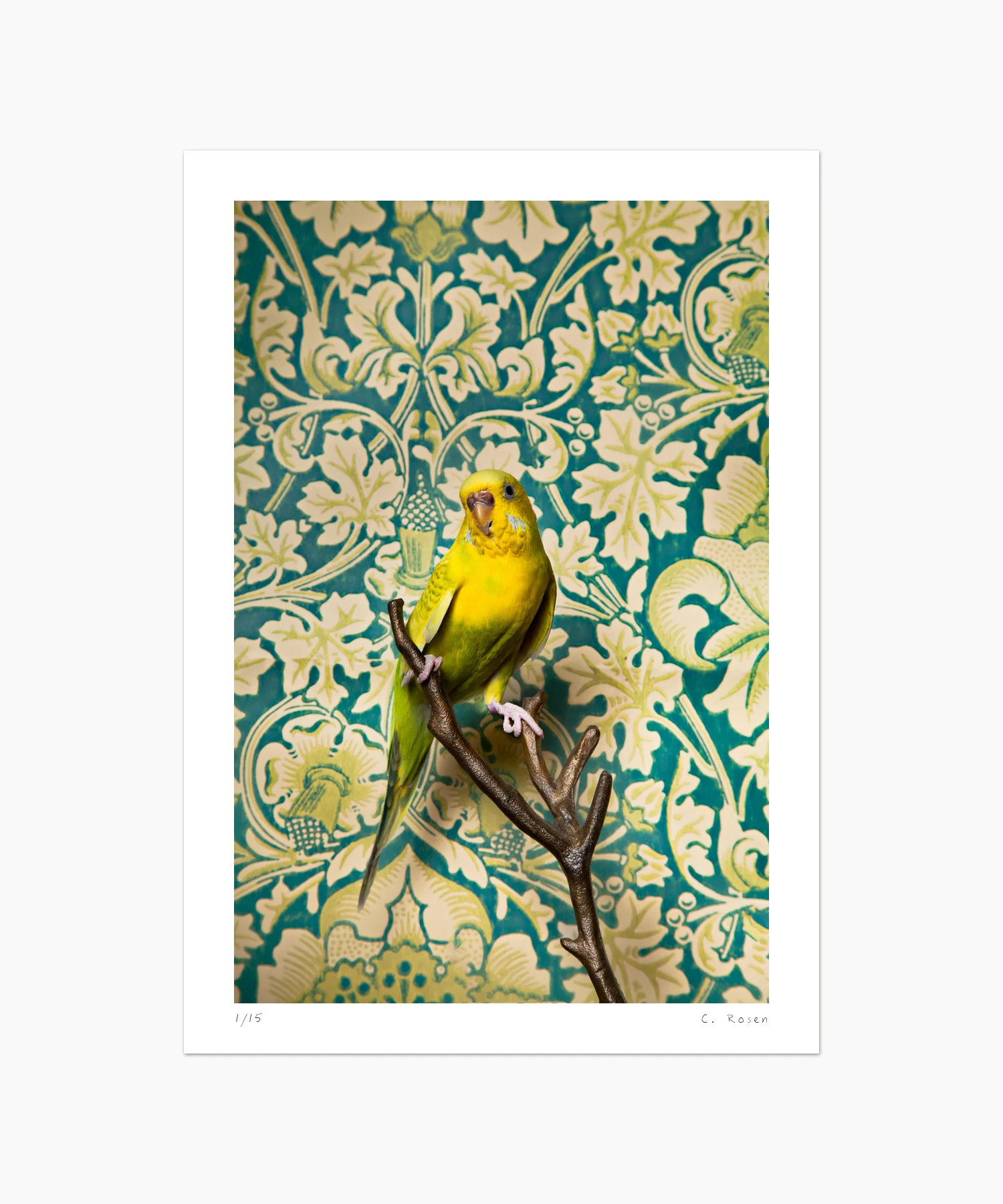 Parakeet No. 7034