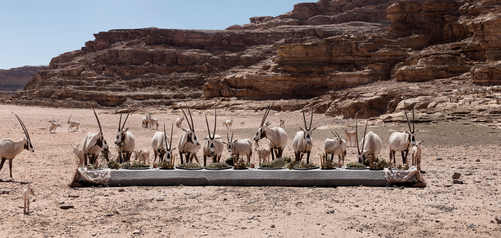  The Oryx Feast  Jordan, 2018  10”x21” | 20”x42” | 40”x84” 
