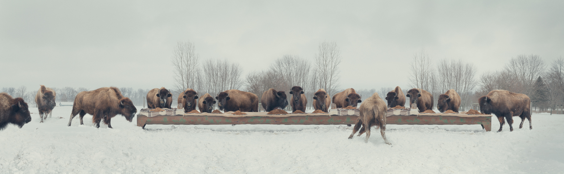  The Bison Feast  United States, 2014  10”x32” | 20”x64.5” | 40”x129” 
