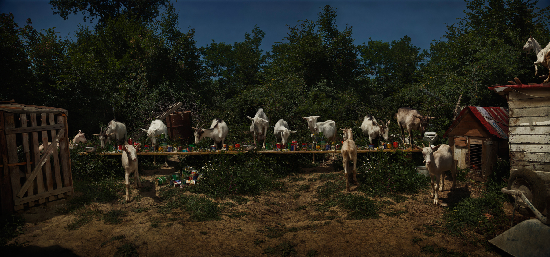  The Goat Feast  Bosnia, 2013  10”x21” | 20”x42” | 40”x84” 
