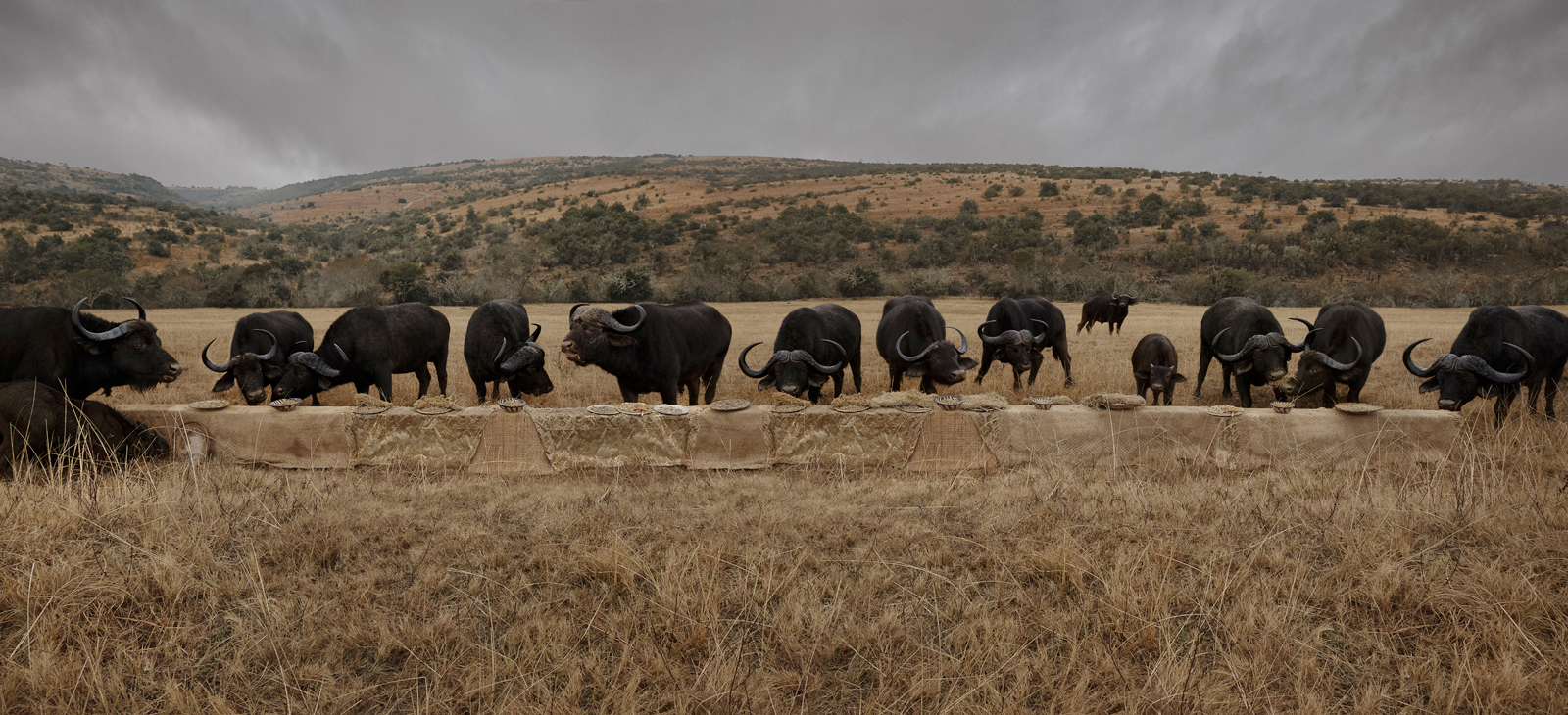  The Water Buffalo Feast  South Africa, 2016  10”x22” | 20”x44” | 40”x88” 