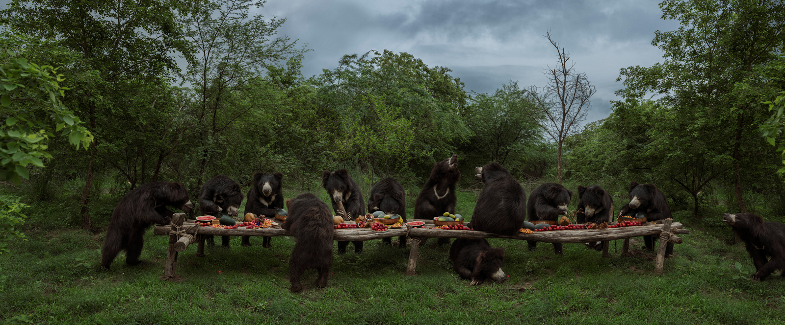  The Sloth Bear Feast  India, 2018  10”x24” | 20”x48” | 40”x96” 