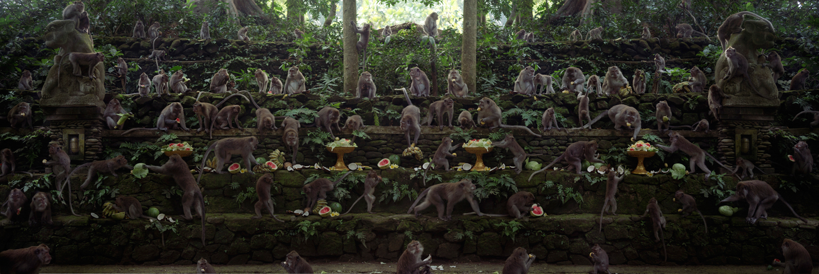  The Long Tailed Macaque Feast  Indonesia, 2015  10”x30” | 20”x60” | 40”x120” 