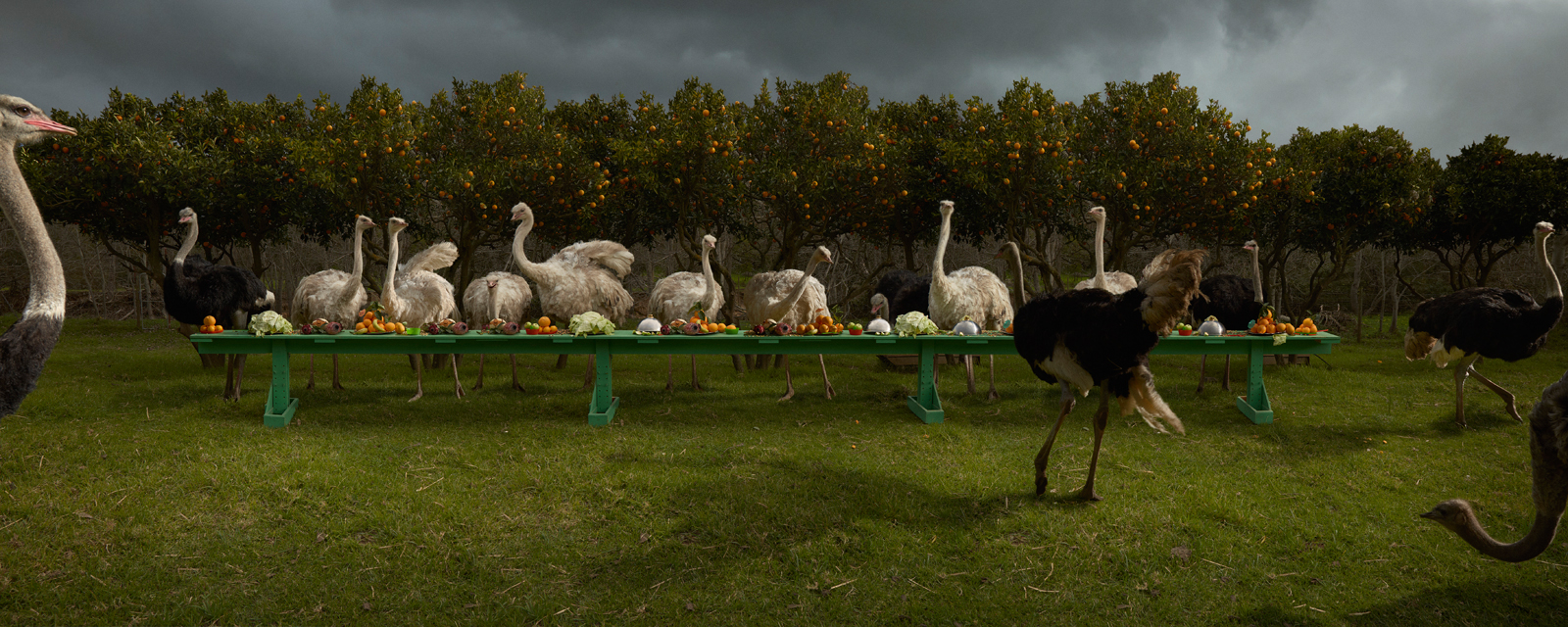  The Ostrich Feast  South Africa, 2016  10”x25” | 20”x50” | 40”x100” 