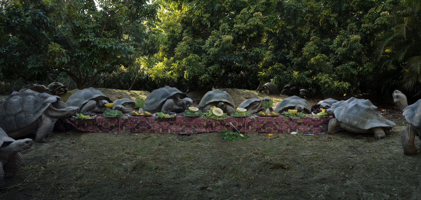  Galapagos Tortoise  United States, 2017  10”x21” | 20”x42” | 40”x84” 