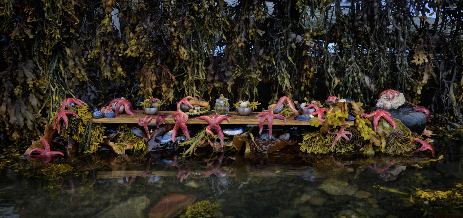  The Starfish Feast  Norway, 2014  10”x21” | 20”x42” | 40”x84” 