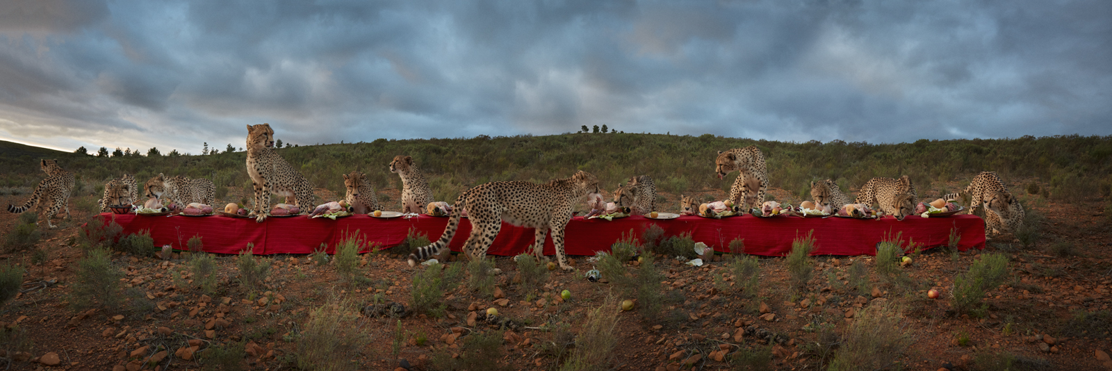  The Cheetah Feast  South Africa, 2016  10”x30” | 20”x60” | 40”x120” 