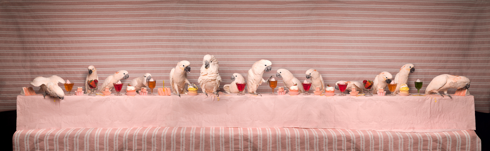  The Moluccan Cockatoo Feast  United States , 2014  10”x32” | 20”x64” | 40”x129” 