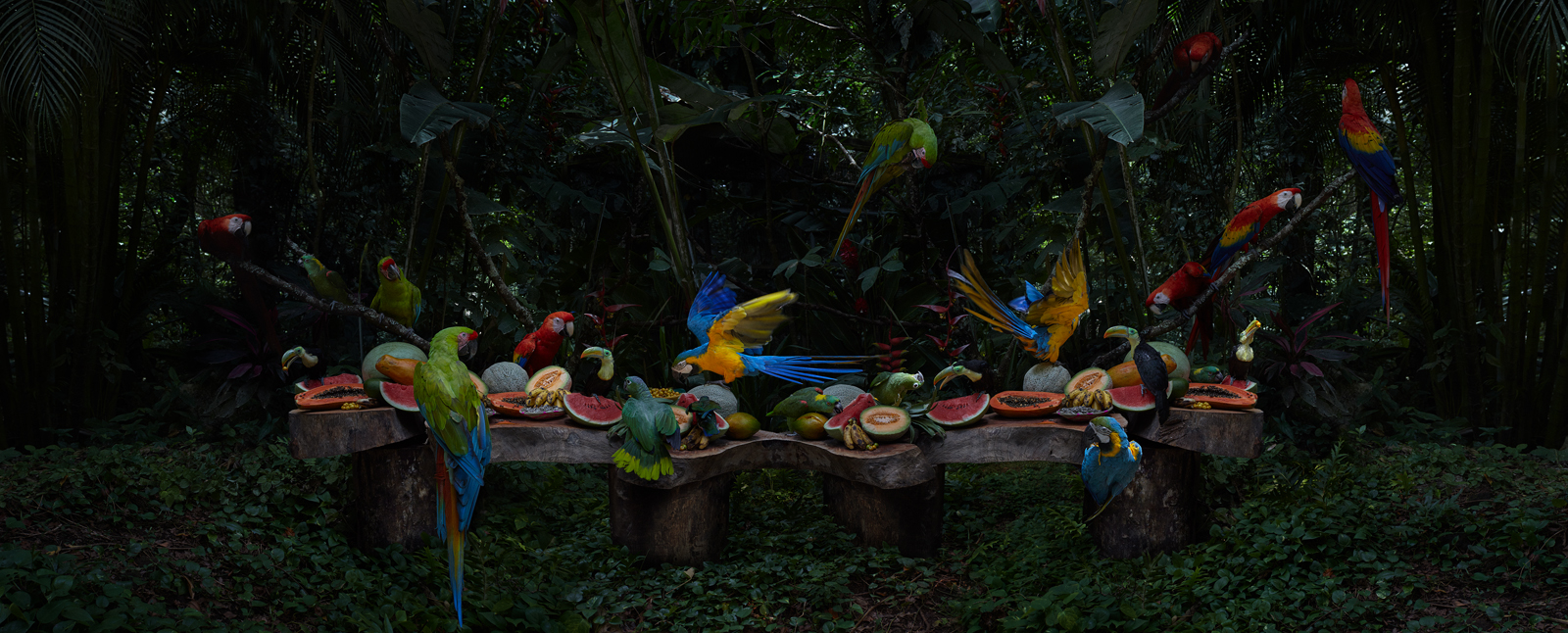  The Tropical Bird Feast  Honduras, 2014  10”x24.5” | 20”x49” | 40”x99” 