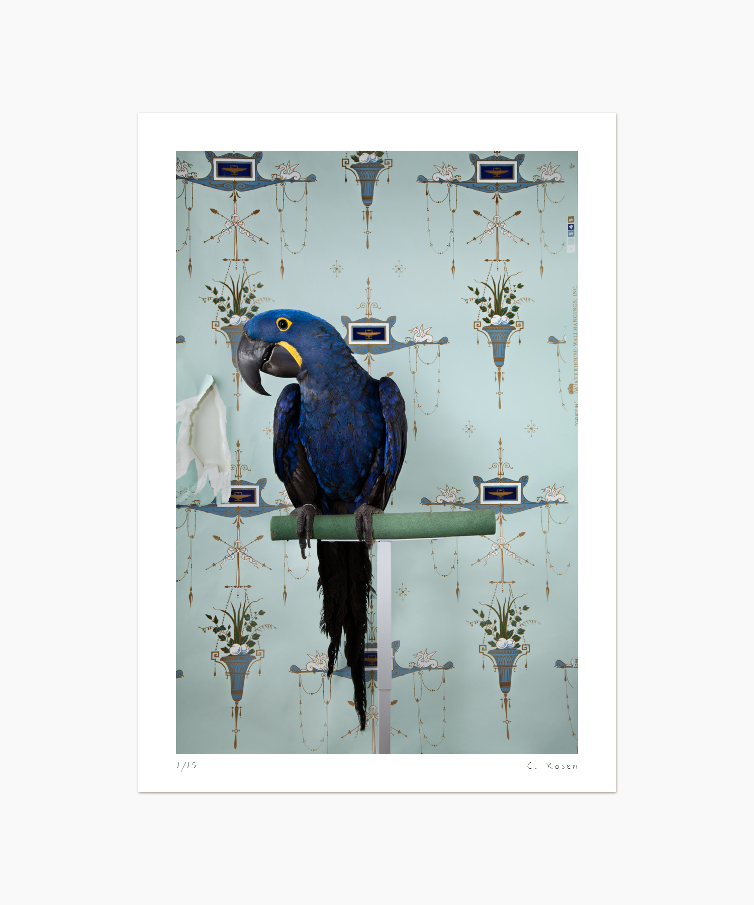 Blue Hyacinth Macaw No. 7677