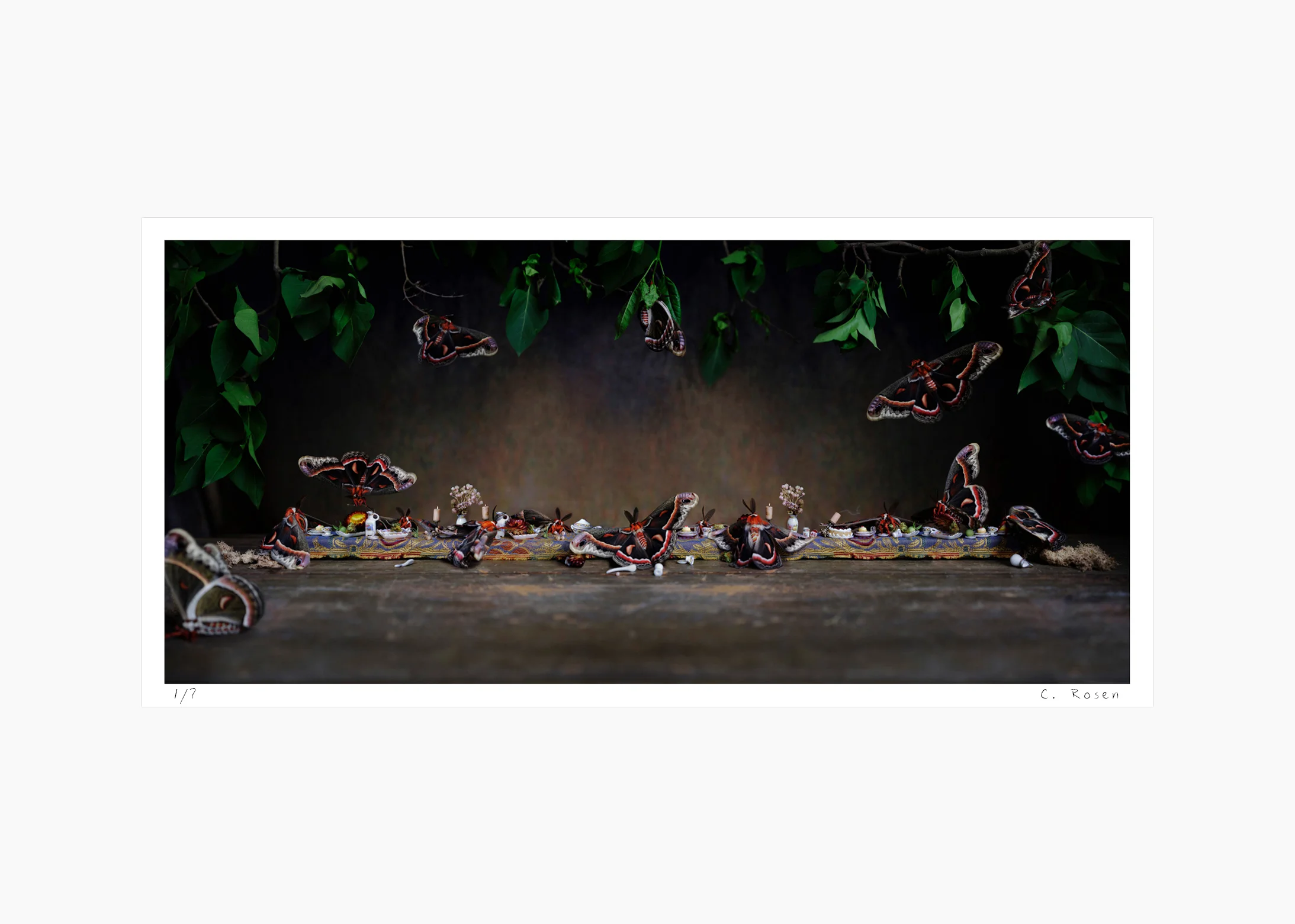 38websequence_feasts_CecropiaMothFeast.jpg