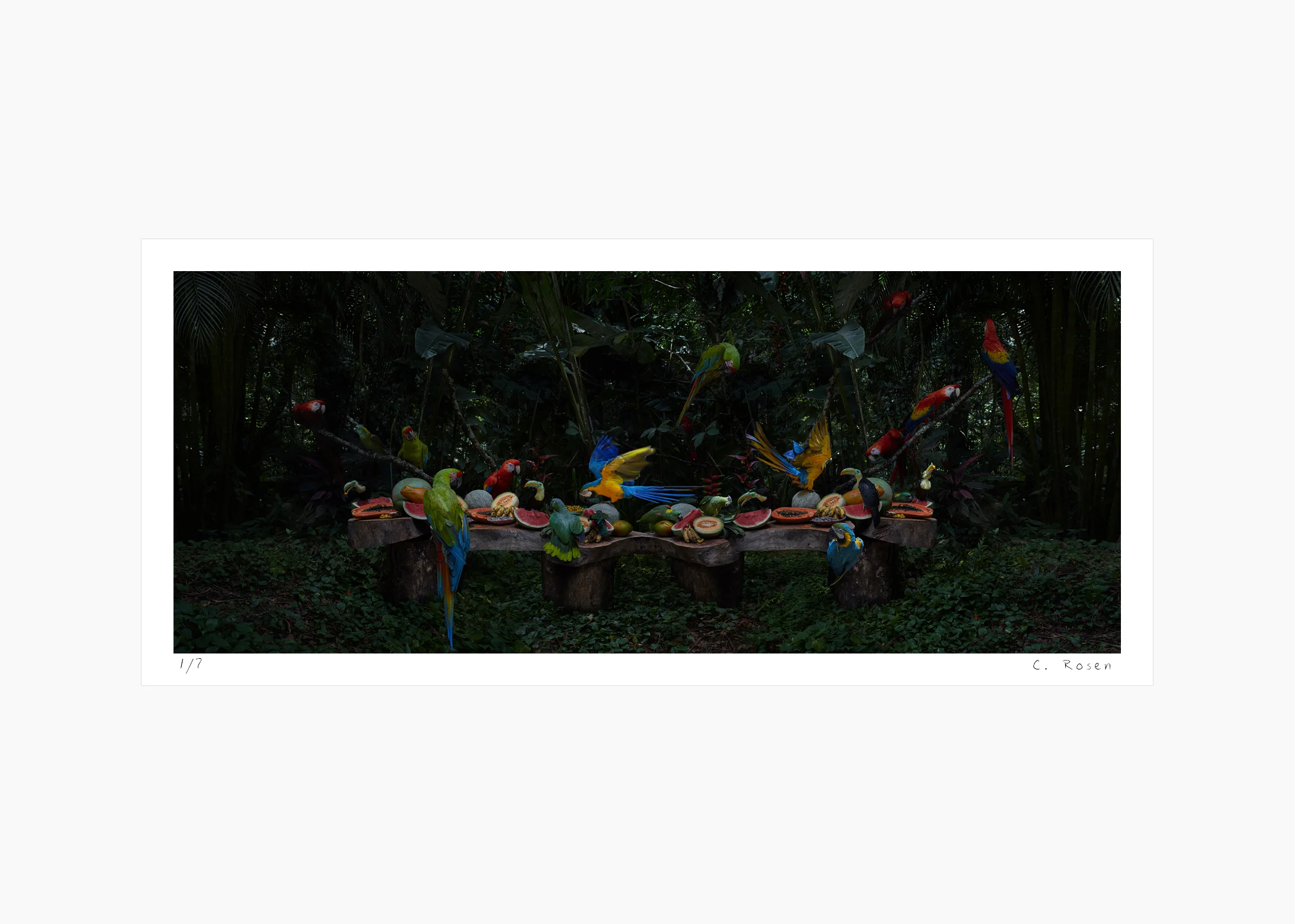 37websequence_macawtoucanfeast_honduras.jpg