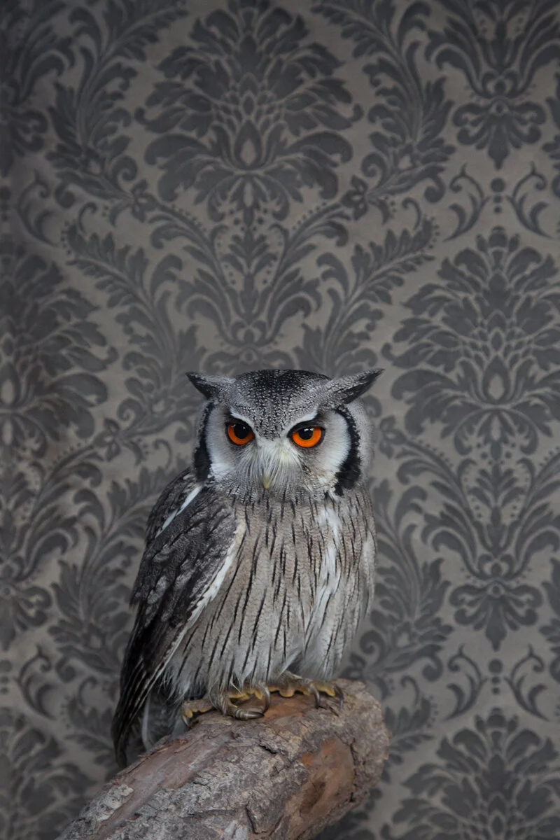 SOUTHERN WHITE FACED OWL NO. 7201