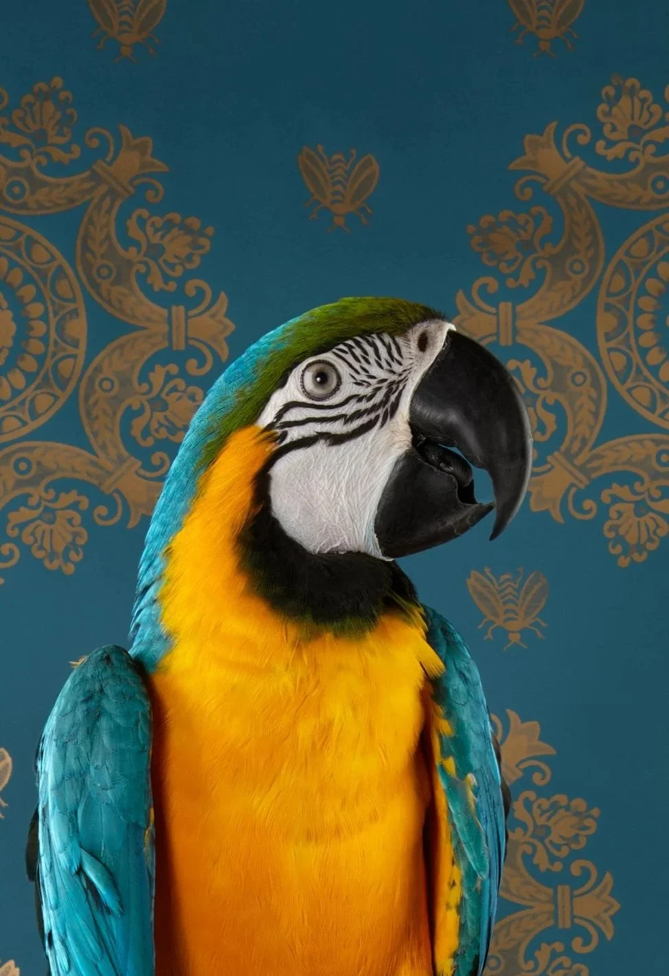 BOF_7429_BlueGoldMacaw_2012.jpg