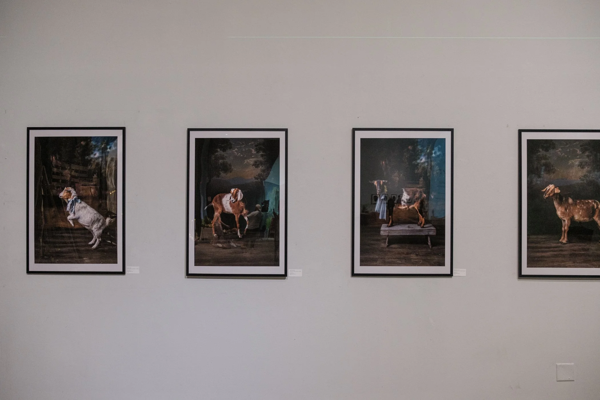 A Gathering of Goats — Claire Rosen