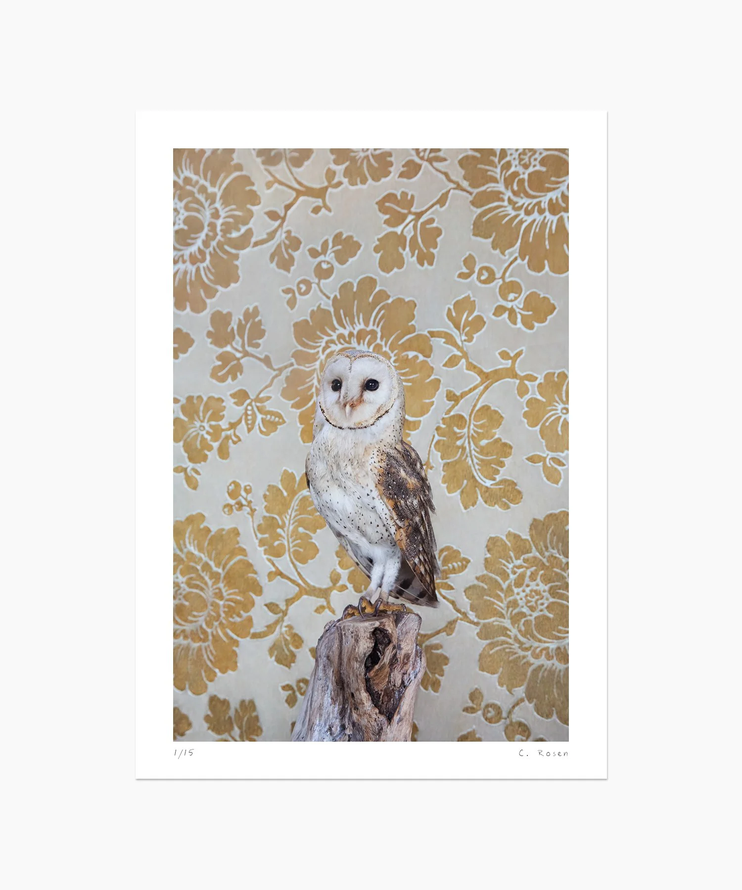 Barn Owl No. 7315