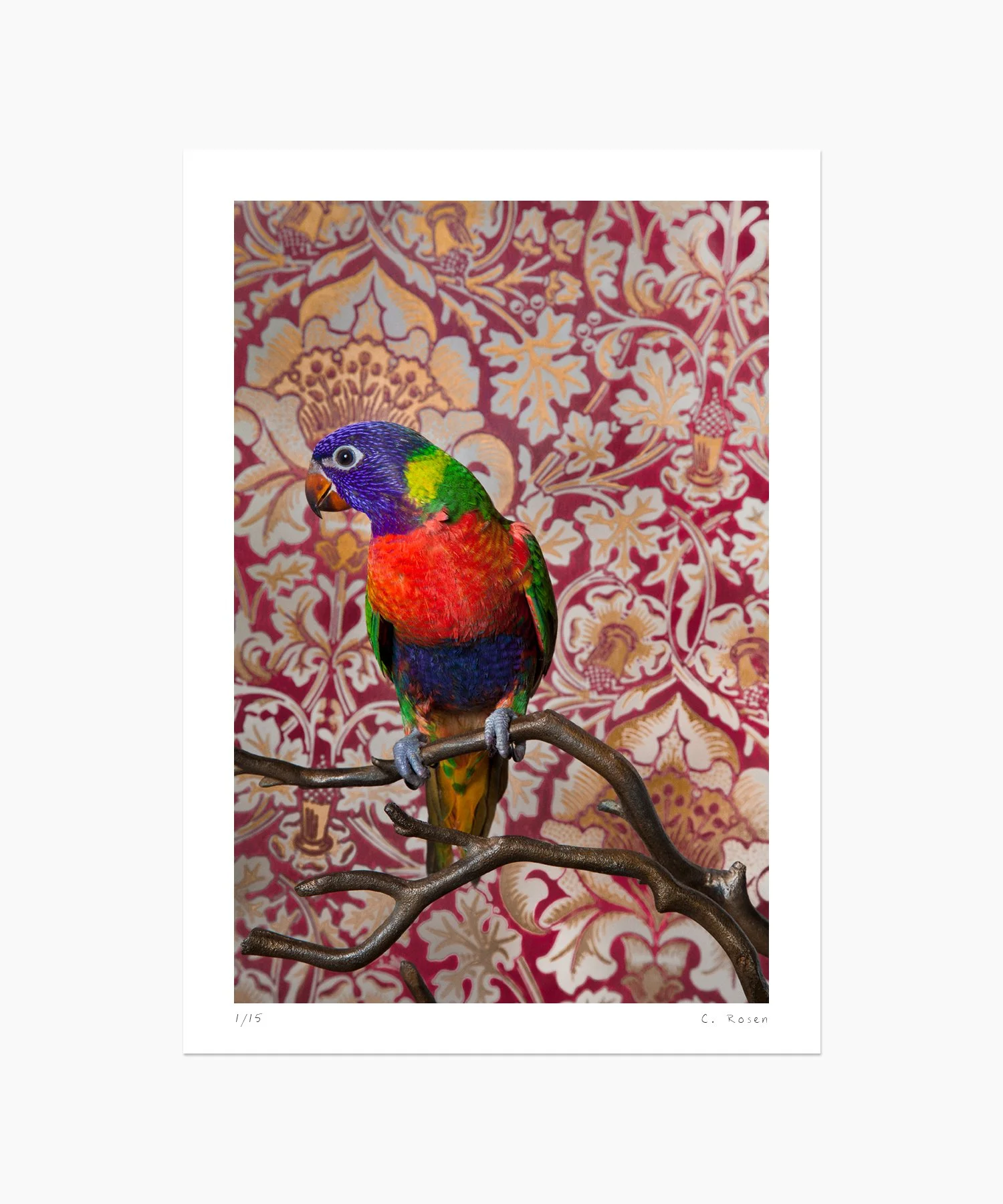Rainbow Lorikeet No. 7859