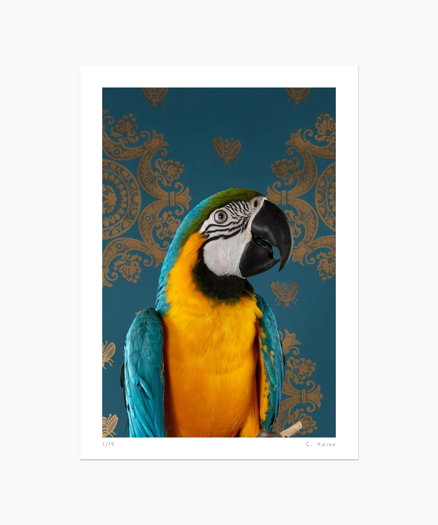Blue-and-Gold Macaw No. 7429