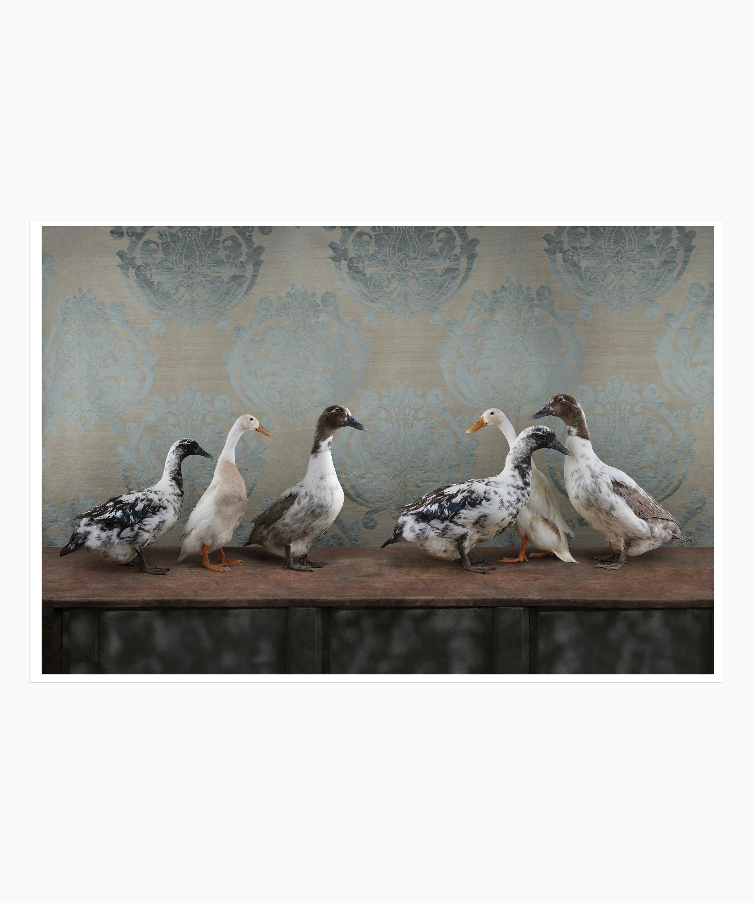 FOW_0197_0186_Ducks_2020.jpg