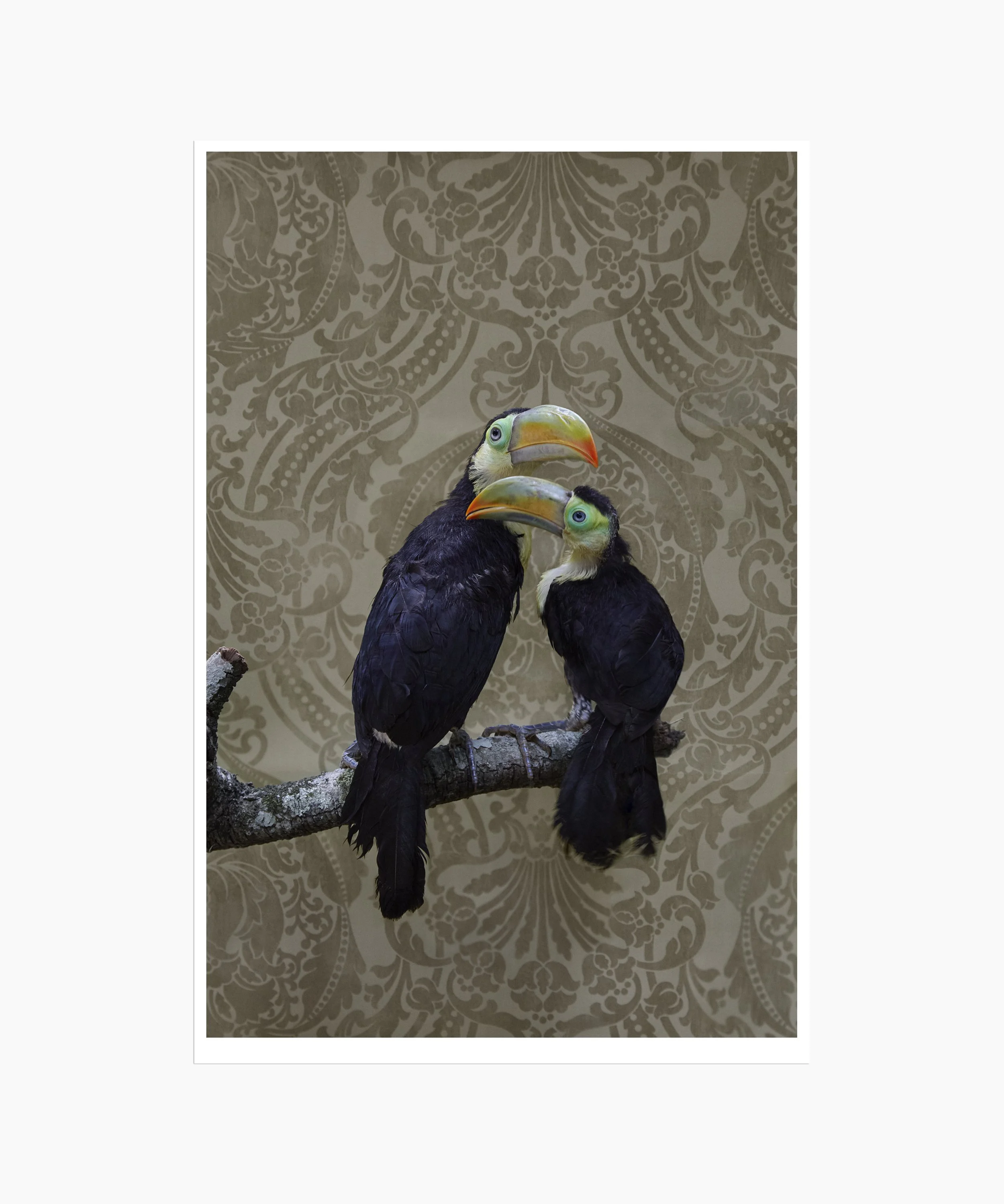 BOF_7975_KeelBilledToucan_2014 copy.jpg