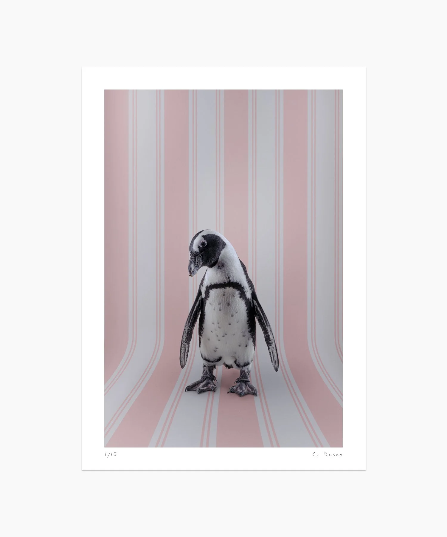 CR_webtemplate_BOF_7125_AfricanPenguin_2021.jpg