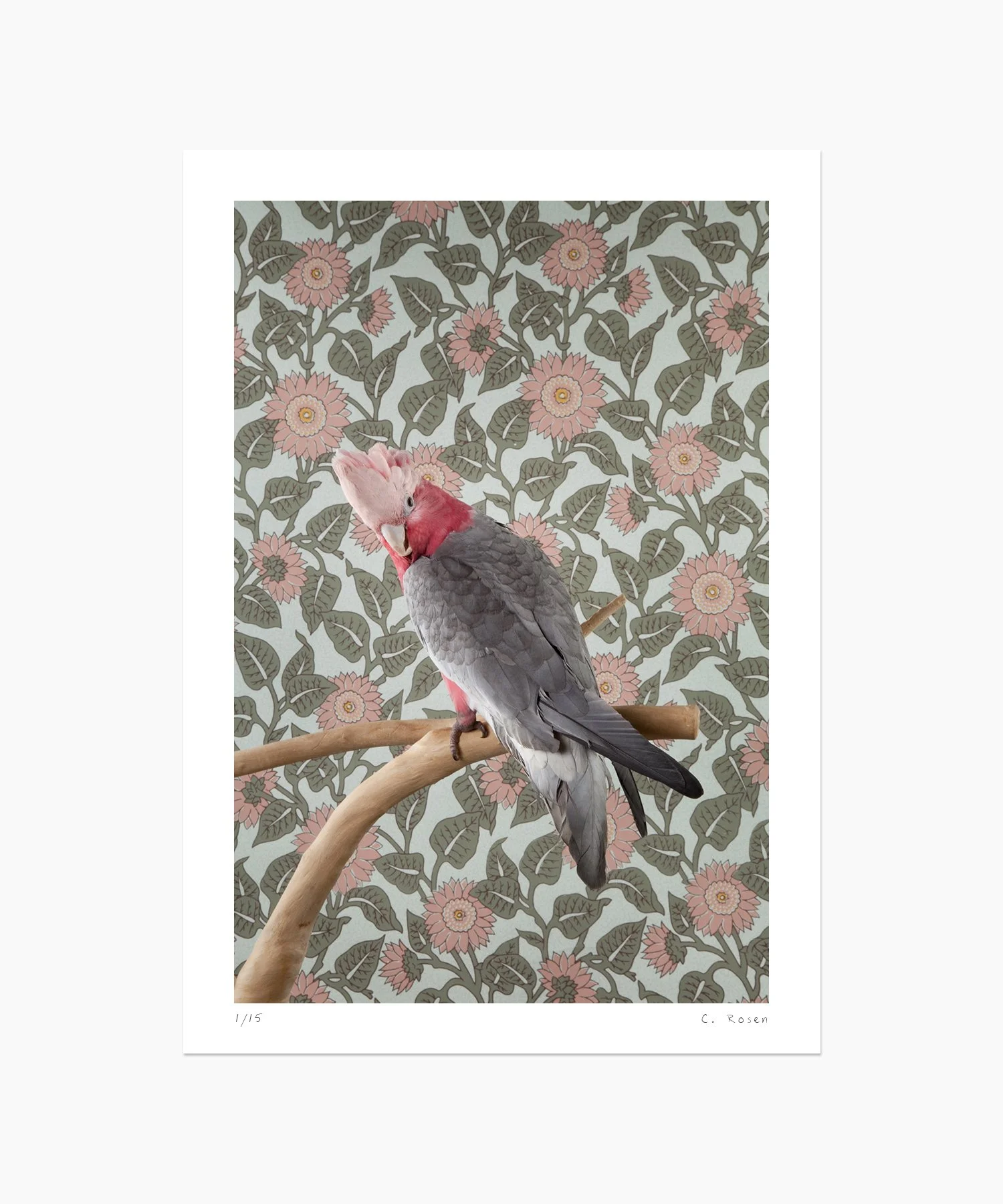 Rose Breasted Cockatoo No. 7461
