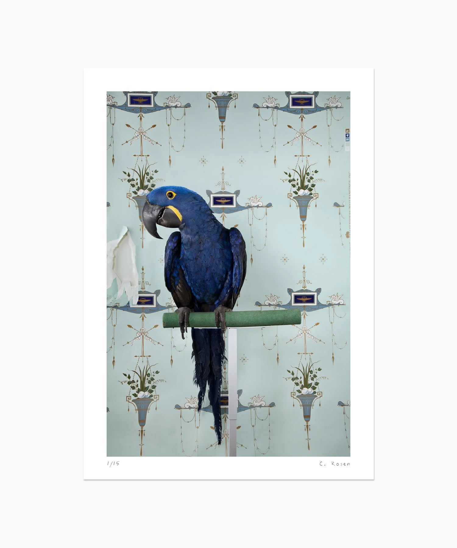 Blue Hyacinth Macaw No. 7677