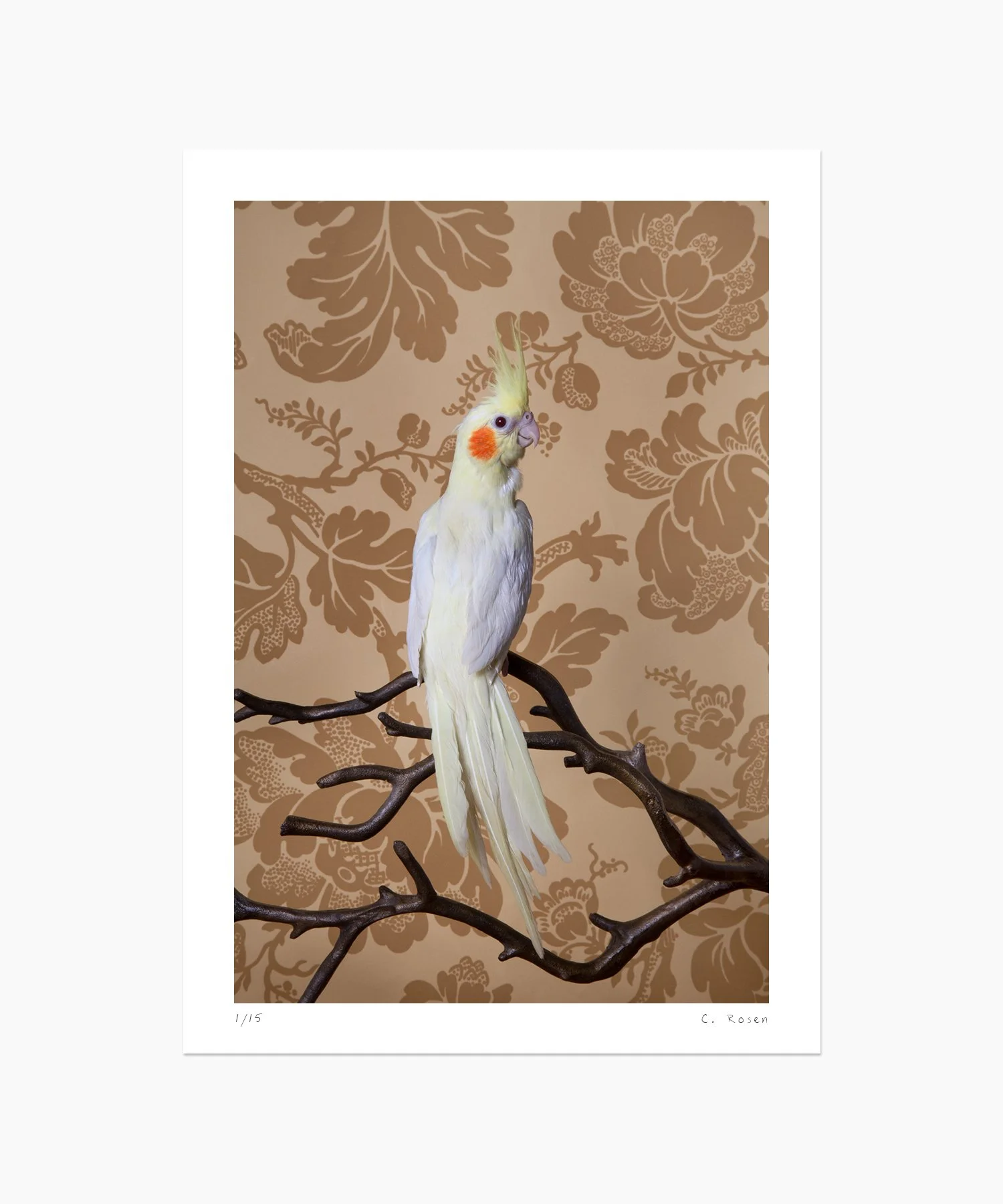 Lutino Cockatiel No. 7874