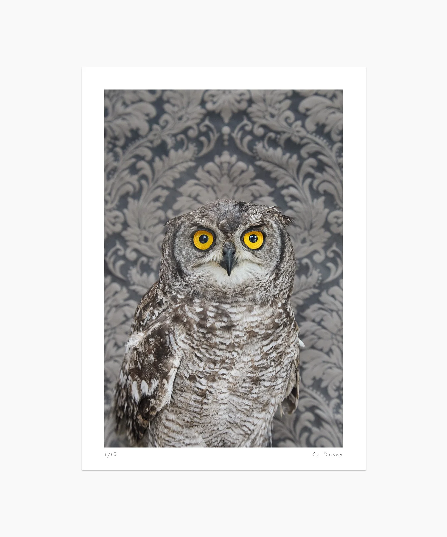 Spotted Eagle Owl No. 7261