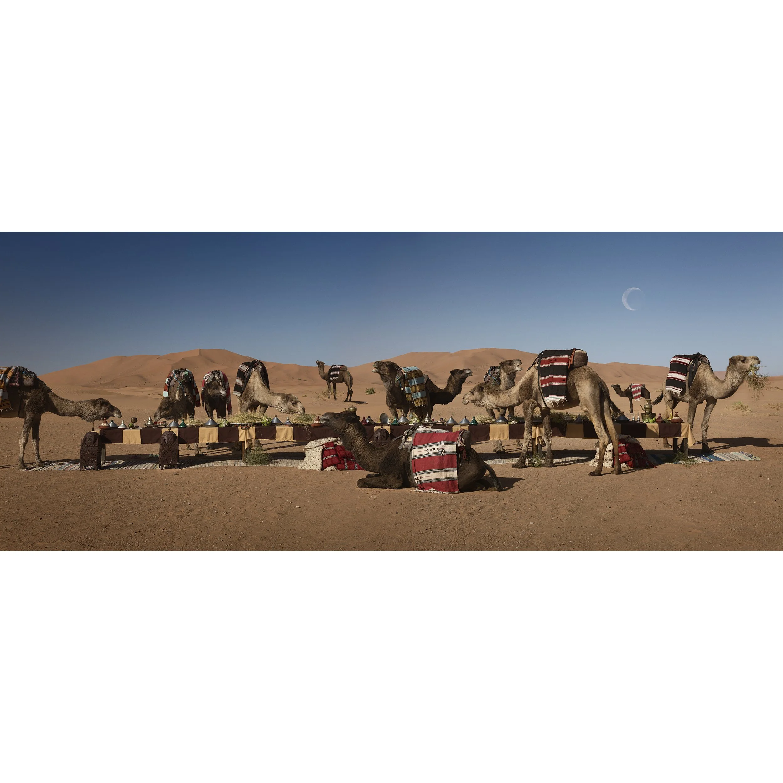 CR_DromedaryFeast_Sahara_WS.jpg