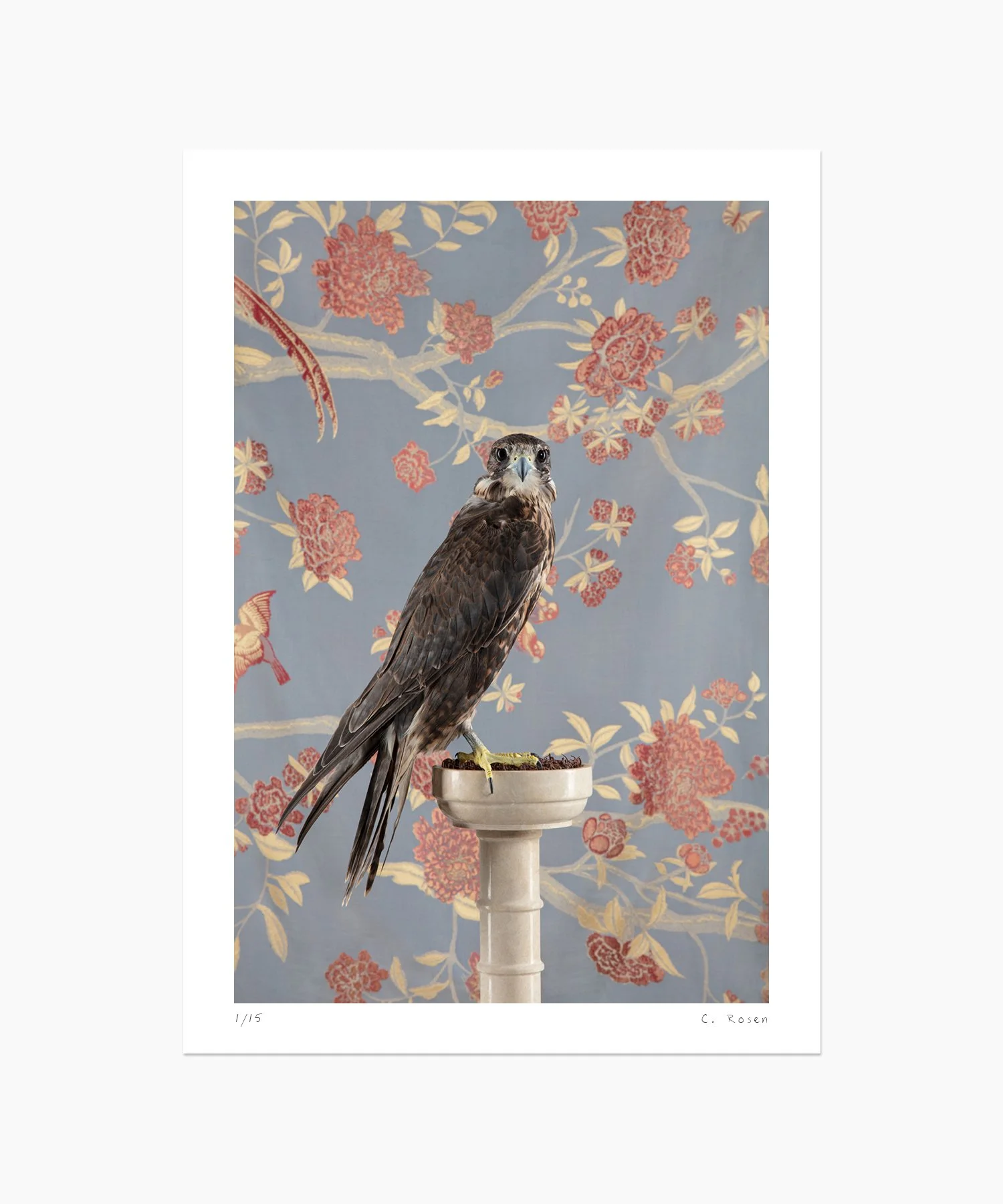 Saker Falcon No. 4338