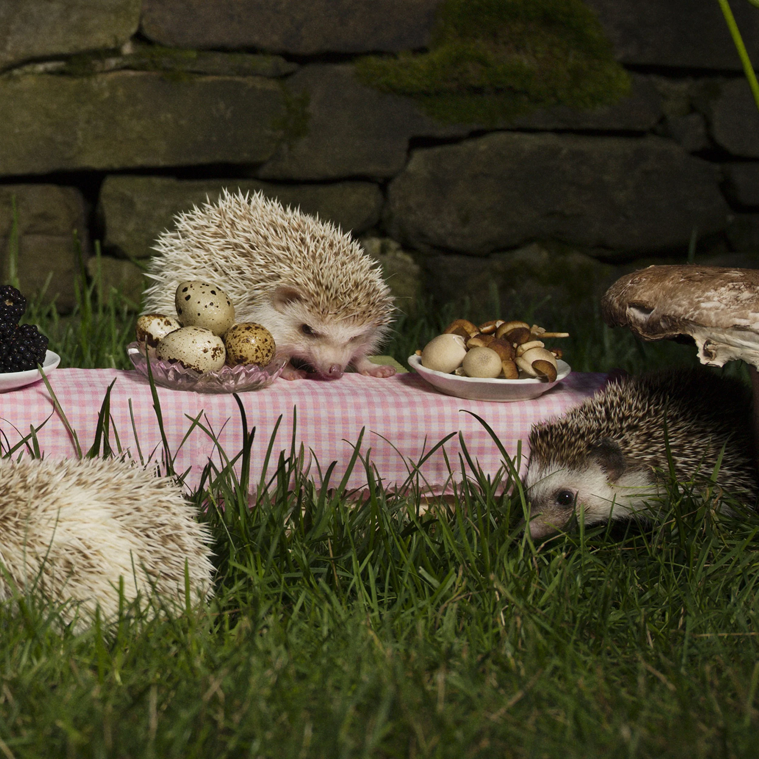 CR_hedgehog_feast_detail.jpg