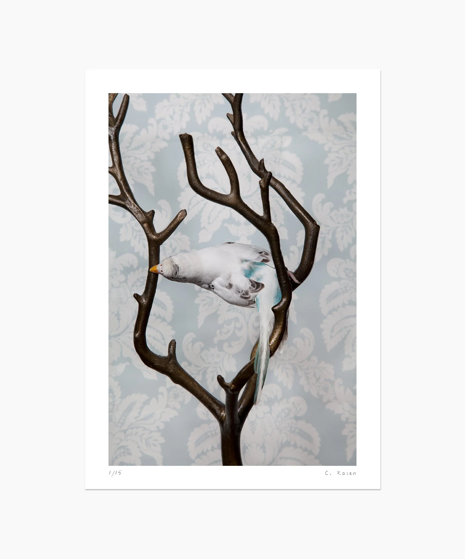 Parakeet No. 7042