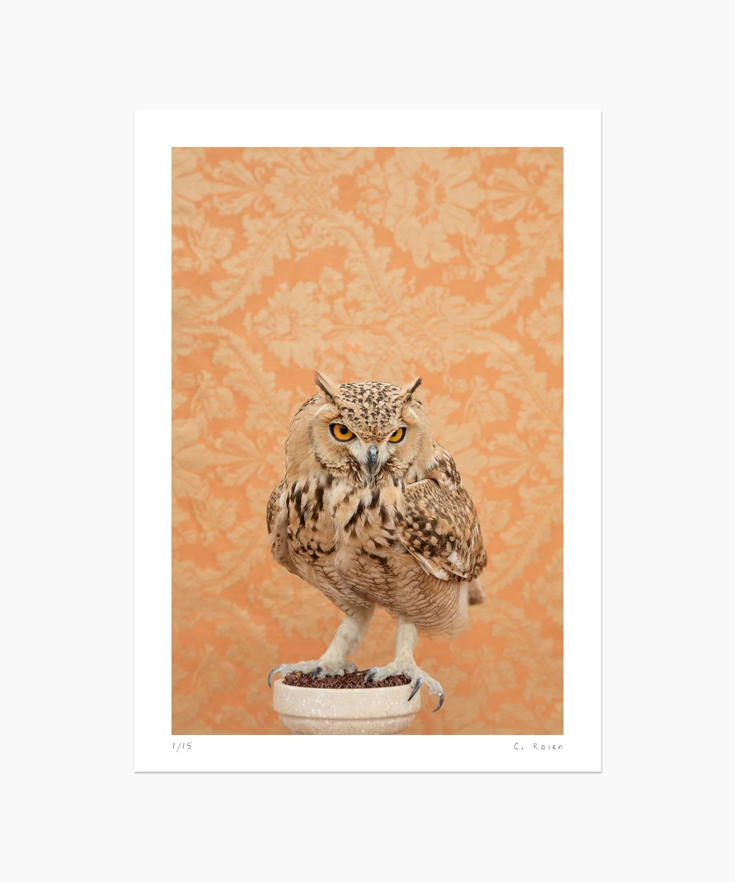 Pharaoh Eagle-Owl No. 4794