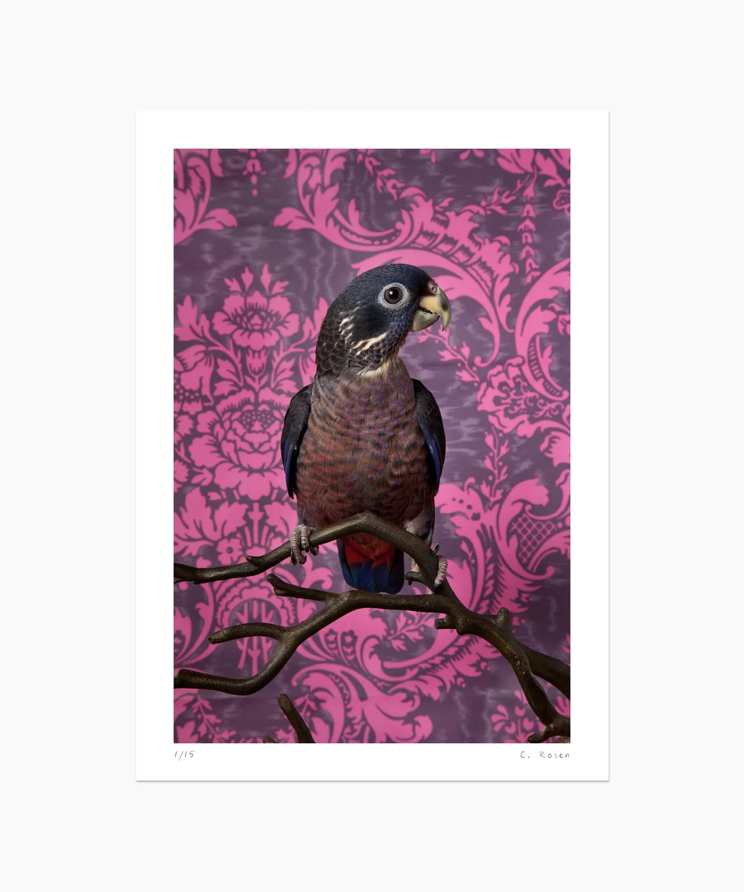 Dusky Pionus No. 7720