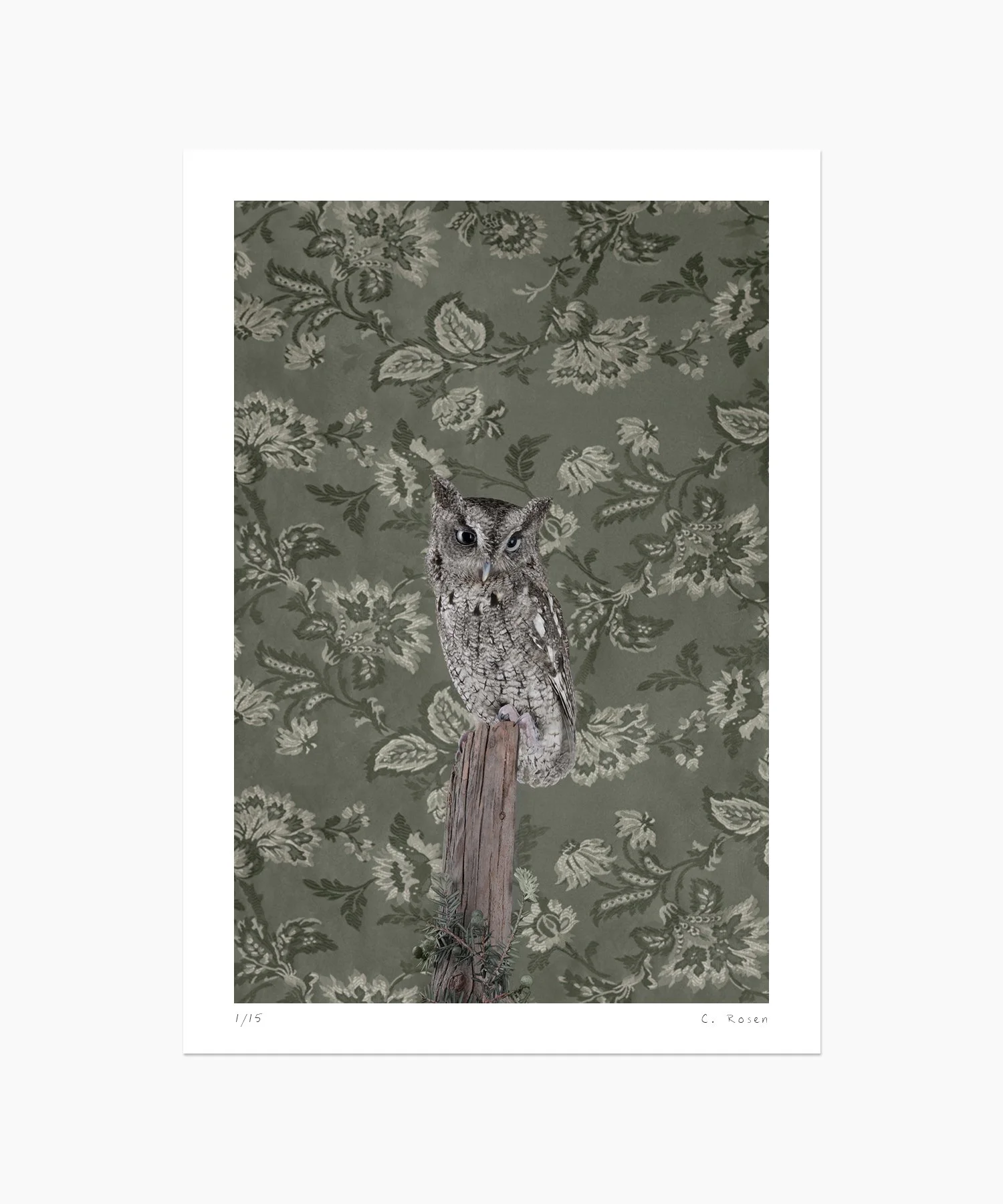 Eastern Screech Owl No. 7278