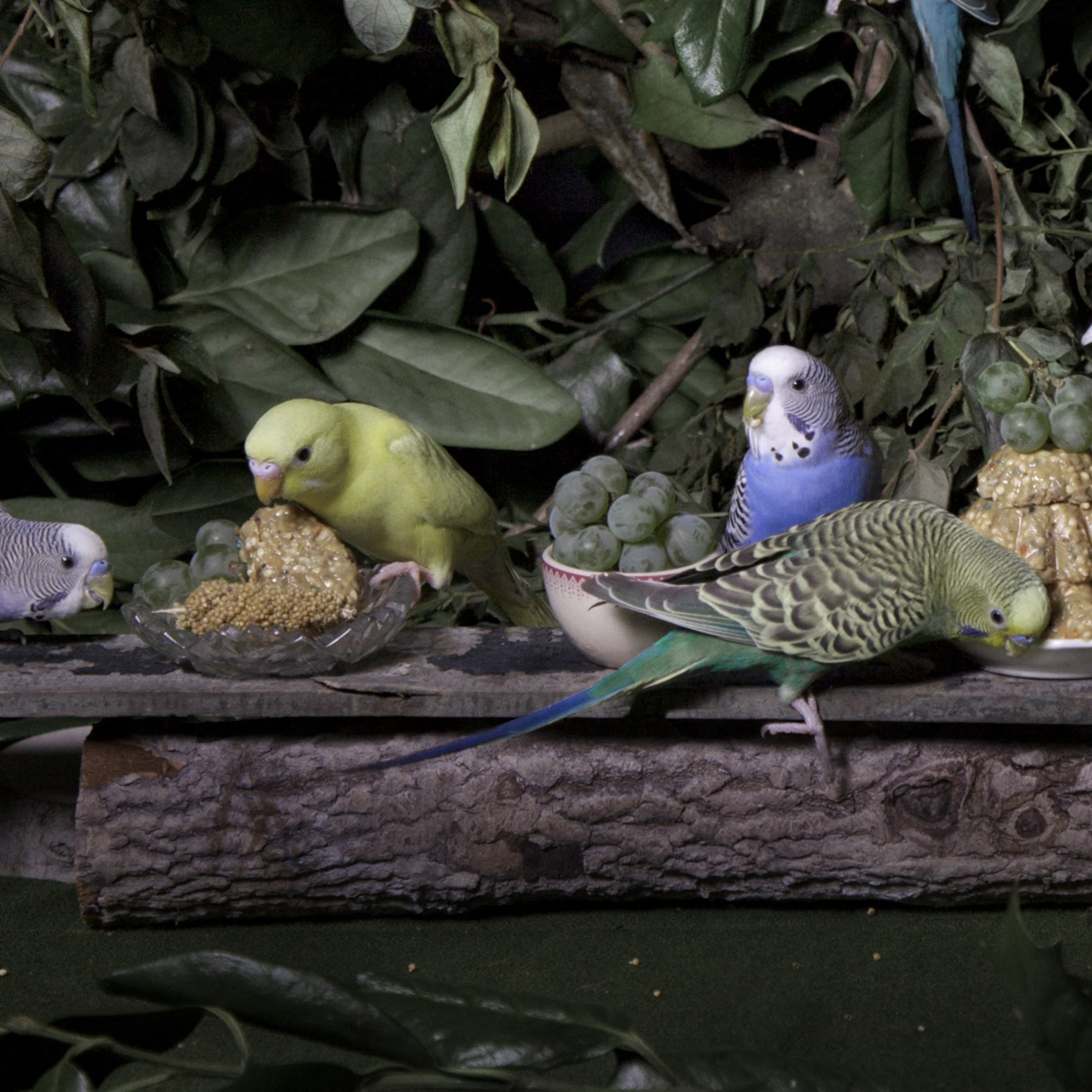 CR_parakeets_v3x_40Inch.jpg